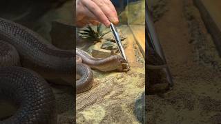 Cute Rosy Boa needs help eating shorts snake [upl. by Nimra]