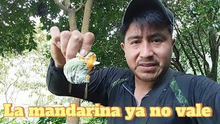 La mandarina ya no vale en el mercado el productor pierde [upl. by Lombard]