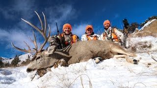 Massive Montana Mule Deer [upl. by Bushey685]