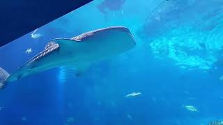 鯨鯊 Rhincodon typus，Whale shark  Chimelong Ocean Kingdom Zhuhai [upl. by Ade]