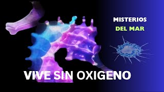 Descubren forma de vida que vive sin oxigeno [upl. by Lani]