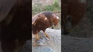 The redtailed hawk caught the mouse birds shortvideo wildlife [upl. by Alesig]