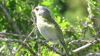 Juan Chiviro cantando Cyclarhis gujanensis [upl. by Anilem]