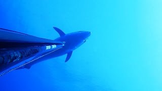 SPEARFISHING BIG TUNA 130 KG With Pathos Sniper Gun 115 by OZAN ÖNEN [upl. by Blanchard322]