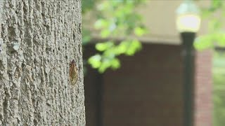 How do cicadas calls affect your ear health [upl. by Enyamrahc]