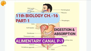 Class 11 BiologyCh16 Part1Alimentary Canal P1Study with Farru [upl. by Anelim]