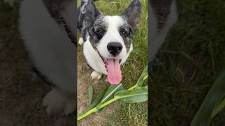 This corgi loves corn 🌽🫢 [upl. by Sabanrab727]