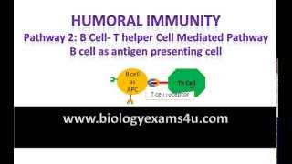 T helper cell dependent B cell activation or antibody production Humoral Immunity Pathway 2 [upl. by Patty198]