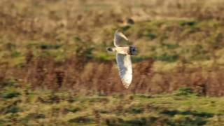 Farlington Marshes Short eared owl [upl. by Easlehc]