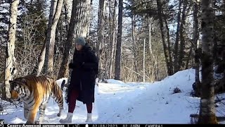 Siberian tiger and human size comparison [upl. by Assiral]