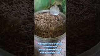 Ashwagandha or Withania Somnifera root processed with milk [upl. by Aillicec]