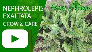 Nephrolepis exaltata  grow amp care [upl. by Lanctot]