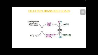 Electron transport chain and oxidative phosphorylatio [upl. by Leventis]