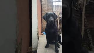 Labour dog Viral video Youtubeshort short video viral [upl. by Rist286]