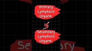 Lymphoid Organs shorts [upl. by Irahk]