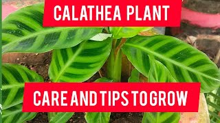 Calathea prayer plant  care and tips with complete informationAll about Calathea ytvideo [upl. by Anelehs]