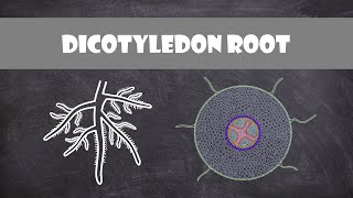 Dicotyledon Root Structure  Plant Biology [upl. by Atileda]