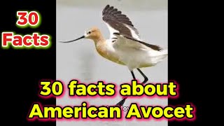 30 facts about American Avocet [upl. by Codee]