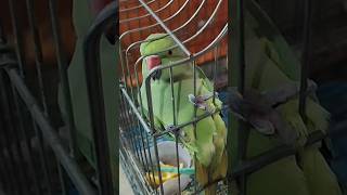 Mithu miththu birds parrot parrottalking pets cute babitakumari [upl. by Alegnatal885]