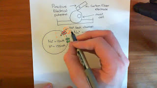 Electrophysiological Amperometry Part 1 [upl. by Alesig]