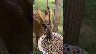 Muntjac deer। wildlifenature wildlifekingdom Muntjacdeer short [upl. by Sophie]