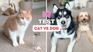 Are Dogs Smarter Than Cats Checking IQ of My Husky And Kitty [upl. by O'Hara]