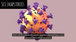 CRISPR cas9 mechanism [upl. by Durware]