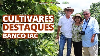 Cultivares de café destaques banco IAC [upl. by Tips]