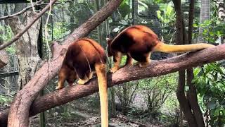 Tree Kangaroos in Nature Park Port Moresby [upl. by Hinze]