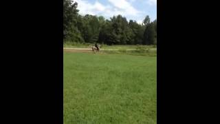 Flatshod with chains tennessee walking horse [upl. by Malva430]