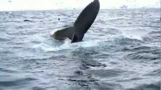 Sea Safari Andenes Amazingly many killer whales humpback and fin whales hunting on herring [upl. by Cerys]