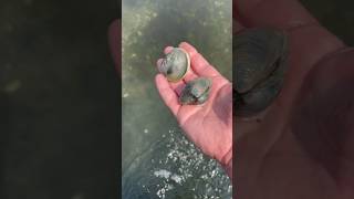 Digging Hard Shell Clams “Quahogs” by Foot New England Cherrystone Foraging Clam Dig Littlenecks RI [upl. by Samira962]