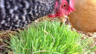 Chickens amp Rabbit eating fodder [upl. by Geof]