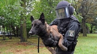 Polizeihunde in der Ausbildung  Nur die besten kommen weiter  DOKUMENTATION 2016 HD NEU [upl. by Eelesor]