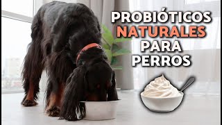 ¿Cuáles son los MEJORES PROBIÓTICOS para PERROS 🧫🐕 BENEFICIOS y PARA QUÉ SIRVEN [upl. by Nya]