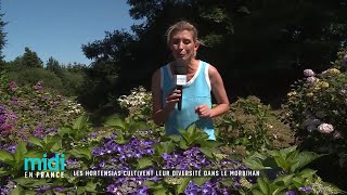 Les hortensias cultivent leur diversité dans le Morbihan [upl. by Aihsetan]