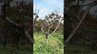 Fishkill Farms  Apple Picking New York [upl. by Areid]