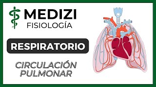 Clase 38 Fisiología Respiratoria  Circulación Pulmonar Edema Pulmonar IGdoctorpaiva [upl. by Sells]