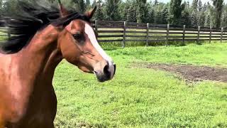 Alvesta Morning Glory 3yrold Welsh Mare [upl. by Etiuqram]