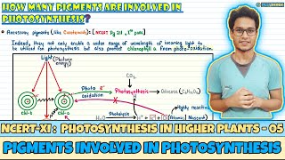 Photosynthesis in Higher Plants Lec 5 Pigments Involved in Photosynthesis Class 11NEETNeetology [upl. by Ralyat544]