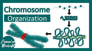 Chromosome structure  Chromatin organization  3D chromatin  levels of organization in chromosomes [upl. by Noell]