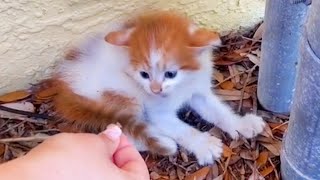 Aggressive Feral Kitten Loves To Cuddle Now  Rescue Homeless Cat [upl. by Atterol]