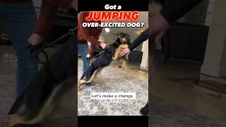 Got a Jumping OverExcited Dog Let’s Make a Change Together dogtraining dogtrainer jumping [upl. by Novla]