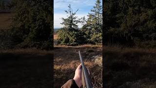 Rypejakt  Ptarmigan hunting hunting wildlife viralvideo viralshorts shorts [upl. by Airdnoed693]