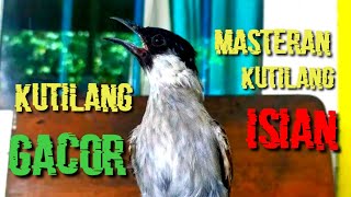 suara burung kutilang gacor full isian cocok buat masteran kutilang atau pancingan [upl. by Annaeel]