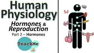 66  SEX Hormones  Hormones amp Reproduction Part 2  IB Biology  TeachMe [upl. by Nivrae311]