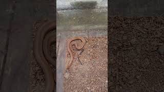 Northern RedBellied snake live birth [upl. by Clark]