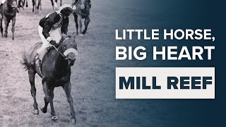 MILL REEF THE LITTLE THOROUGHBRED RACEHORSE WITH A BIG ENGINE [upl. by Zahavi]