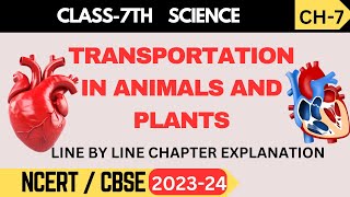 Class 7 Science  Chapter 7 Transportation in Animals and Plants  NCERT Explanation [upl. by Leinto549]