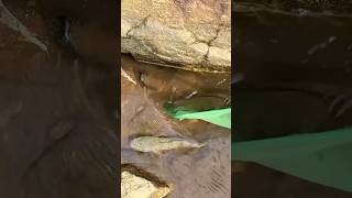 Spotted White Rare Chana Fish😳😮 fish aquarium fishingvideo fishing chanafish shorts river [upl. by Nettle]